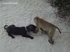 A monkey attempting to mount a dog in a cute amateur zoo fetish film